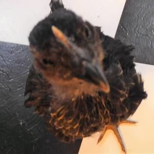 Meet your Posher, Lucy